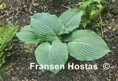 Hosta Thunder Boomer